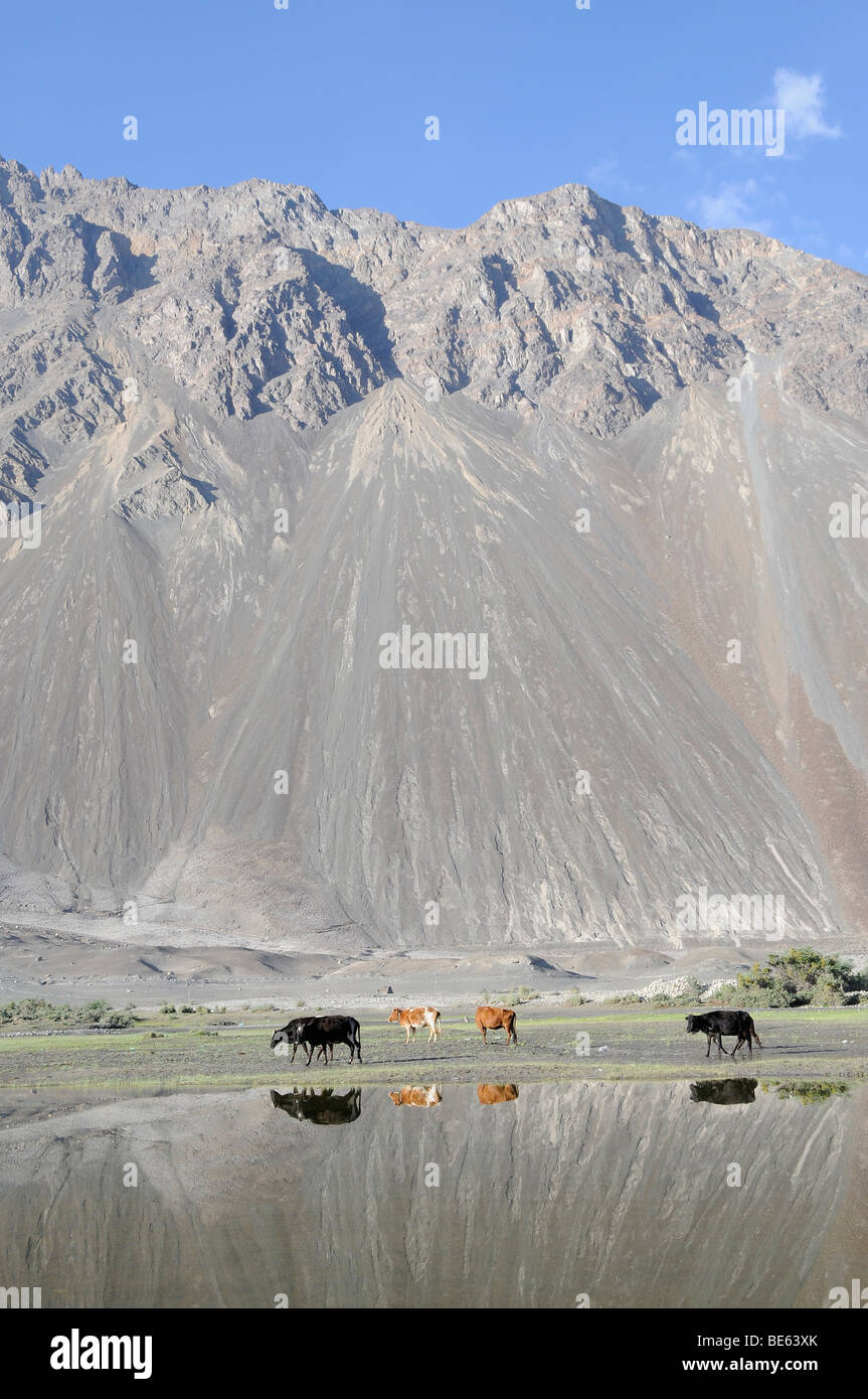 Oasis , Hundar, zone inondable du fleuves Shyok River en face de l'oasis, utilisées comme pâturages communaux, la Vallée de Nubra, Ladakh Banque D'Images