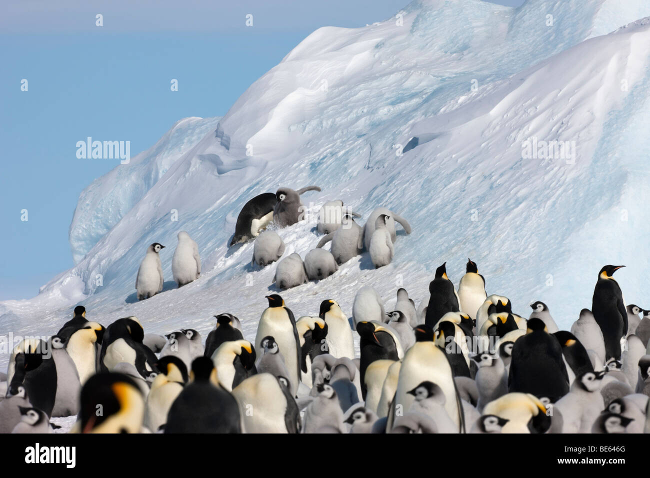 Drôle de groupe poussins bébé Manchot Empereur en Antarctique en savoir grimper sur un gros iceberg bleu alors que l'un des centres de Berg Banque D'Images