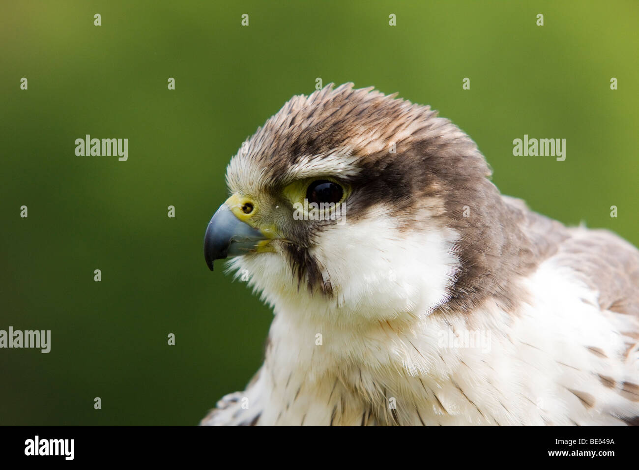 Laggar Falcon (Falco jugger), portrait, Wildlife park, Daun Vulkaneifel, Germany, Europe Banque D'Images