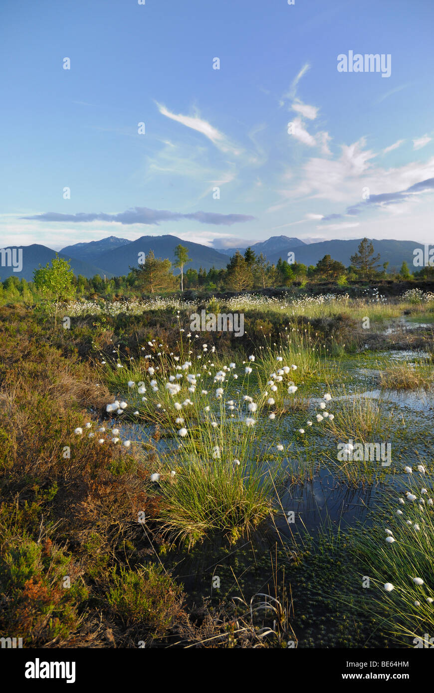 Les zones humides, la renaturation de Moor avec fleurs de Hare's tail-Linaigrettes Linaigrettes Tussock (Eriophor Cottonsedge ou gainés Banque D'Images