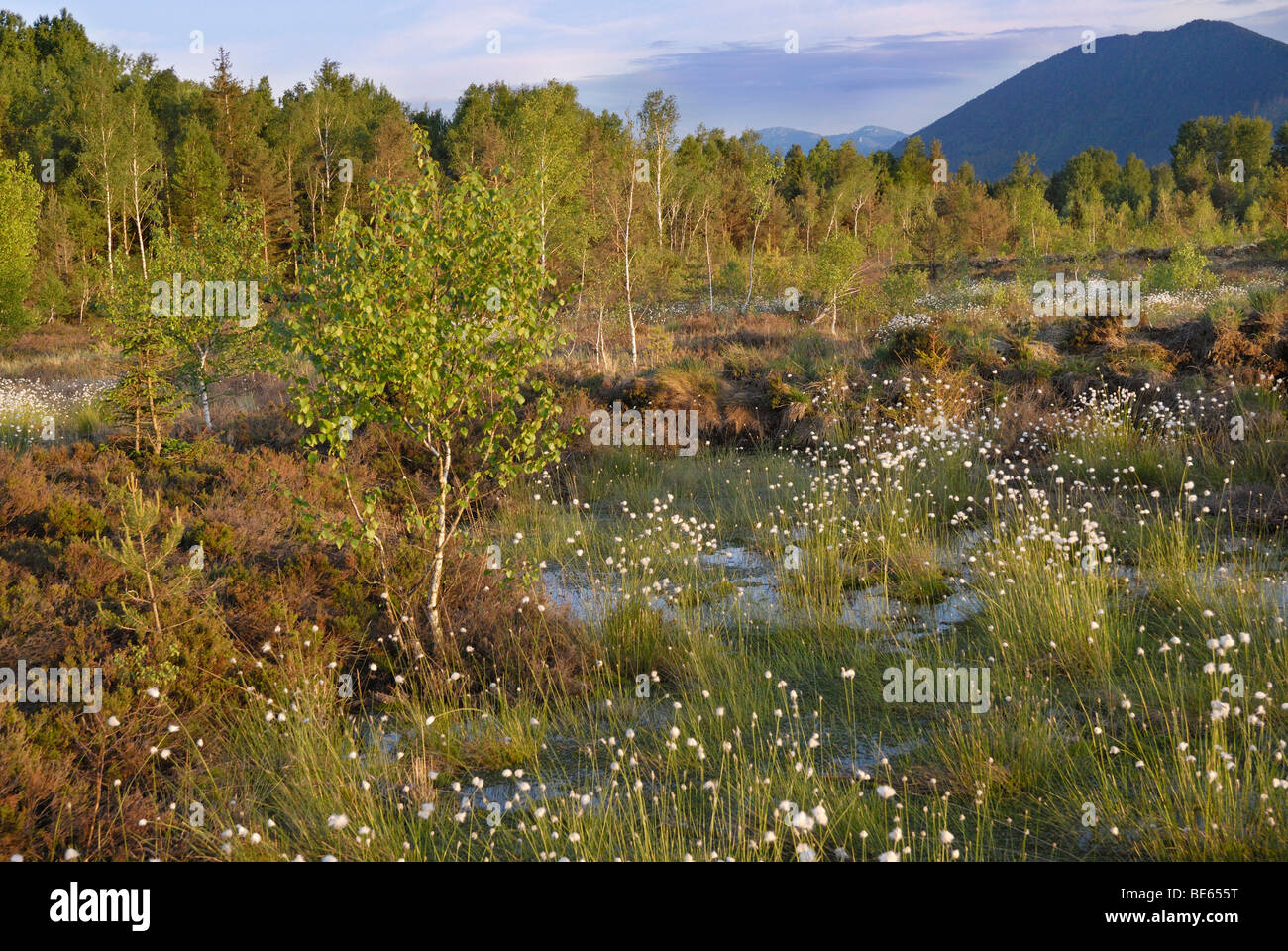 Les zones humides, la renaturation de Moor avec fleurs de Hare's tail-Linaigrettes Linaigrettes Tussock (Eriophor Cottonsedge ou gainés Banque D'Images
