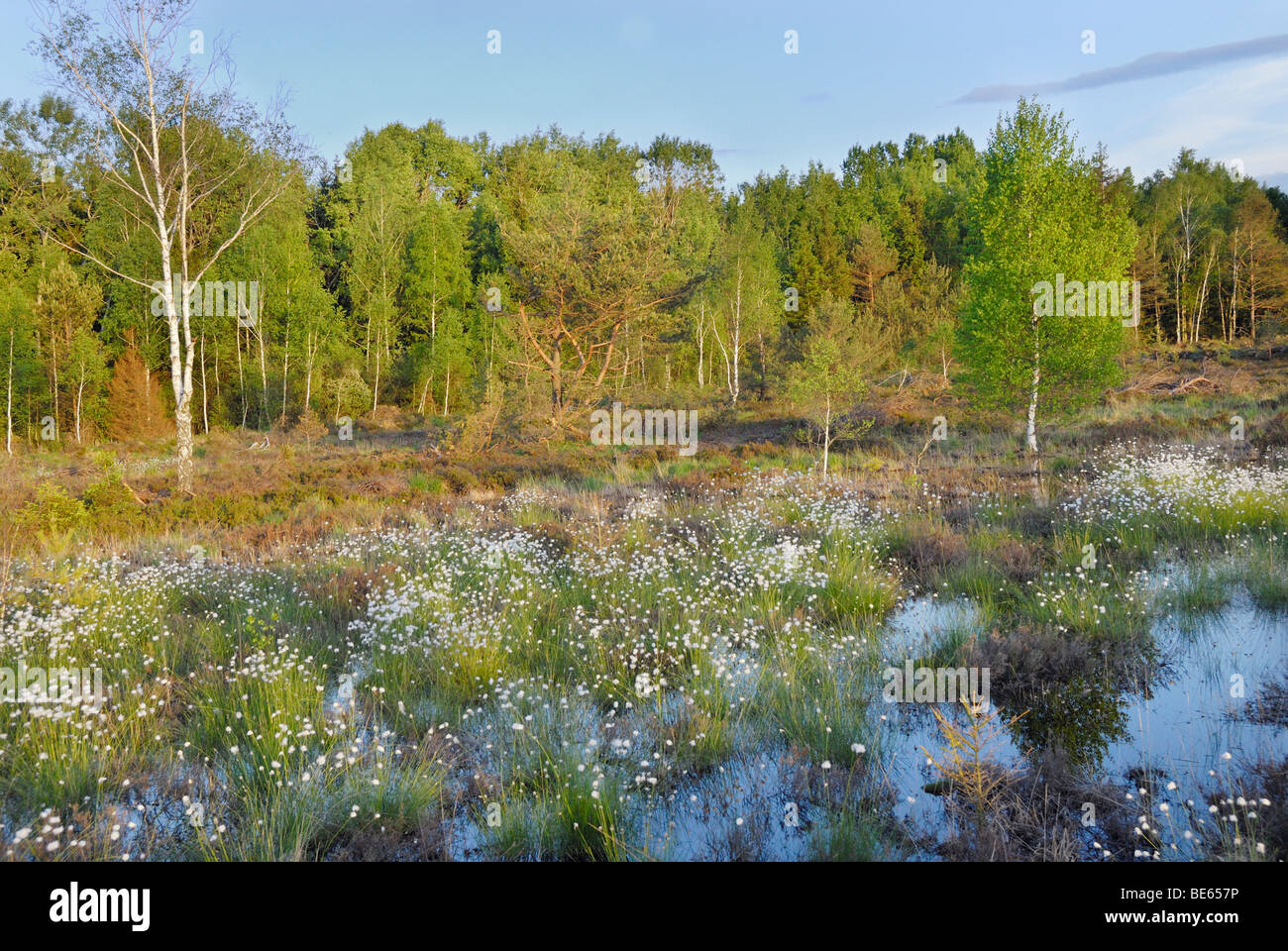 Les zones humides, la renaturation de Moor avec fleurs de Hare's tail-Linaigrettes Linaigrettes Tussock (Eriophor Cottonsedge ou gainés Banque D'Images