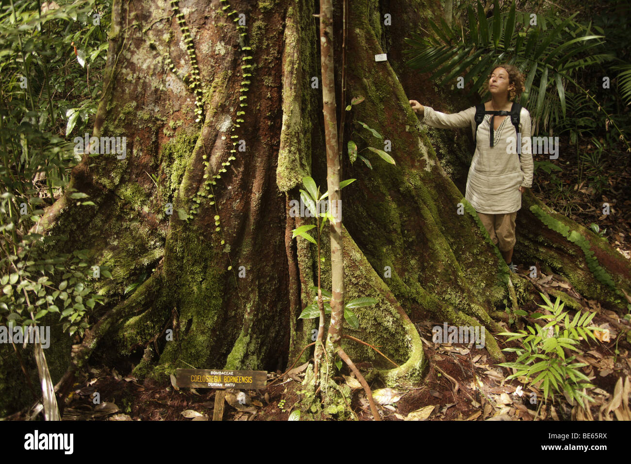 Tourist à côté d'un arbre géant dans le parc national de Bako près de Kuching, Sarawak, Bornéo, Malaisie, en Asie du sud-est Banque D'Images