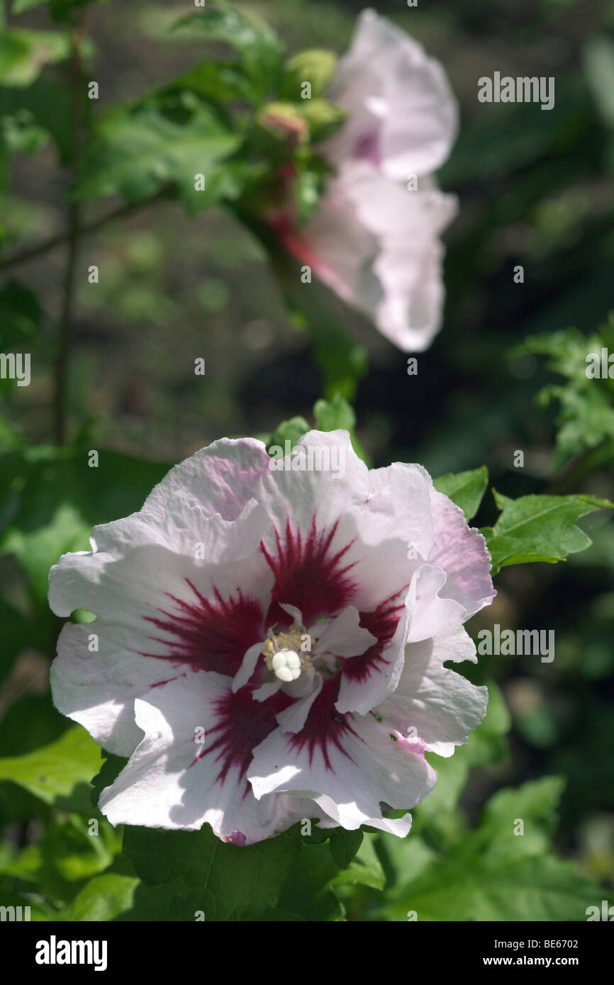 Hardy Hibiscus syriacus variété Helene Banque D'Images