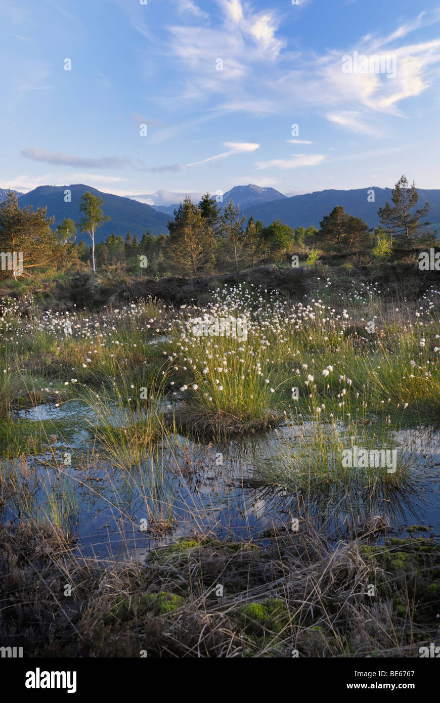 Les zones humides, la renaturation de Moor avec fleurs de Hare's tail-Linaigrettes Linaigrettes Tussock (Eriophor Cottonsedge ou gainés Banque D'Images