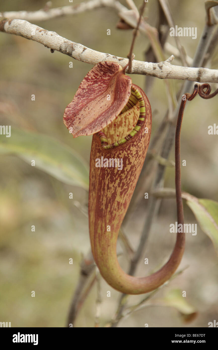 La sarracénie pourpre (Nepenthes) dans le parc national de Bako près de Kuching, Sarawak, Bornéo, Malaisie, en Asie du sud-est Banque D'Images