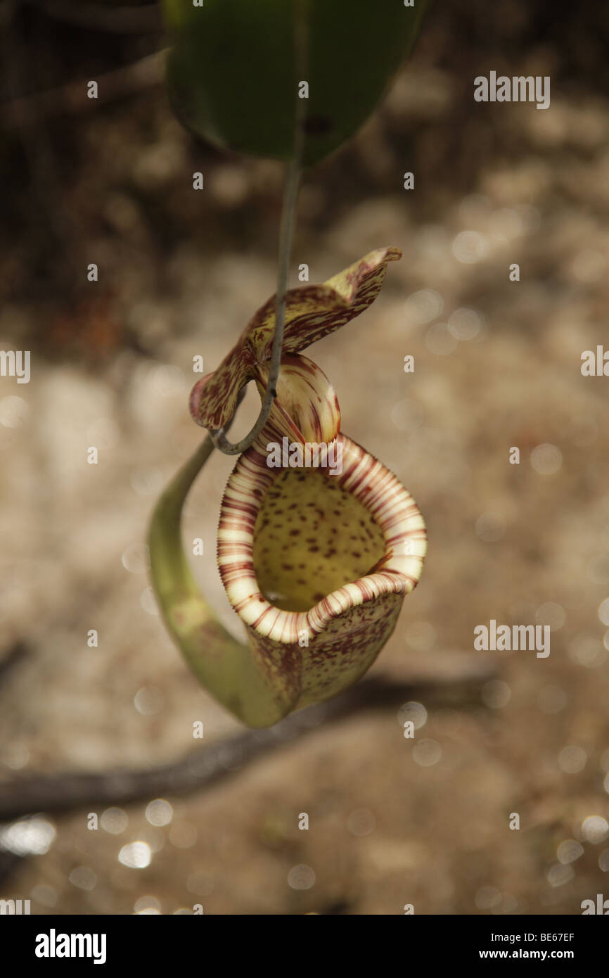 La sarracénie pourpre (Nepenthes) dans le parc national de Bako près de Kuching, Sarawak, Bornéo, Malaisie, en Asie du sud-est Banque D'Images
