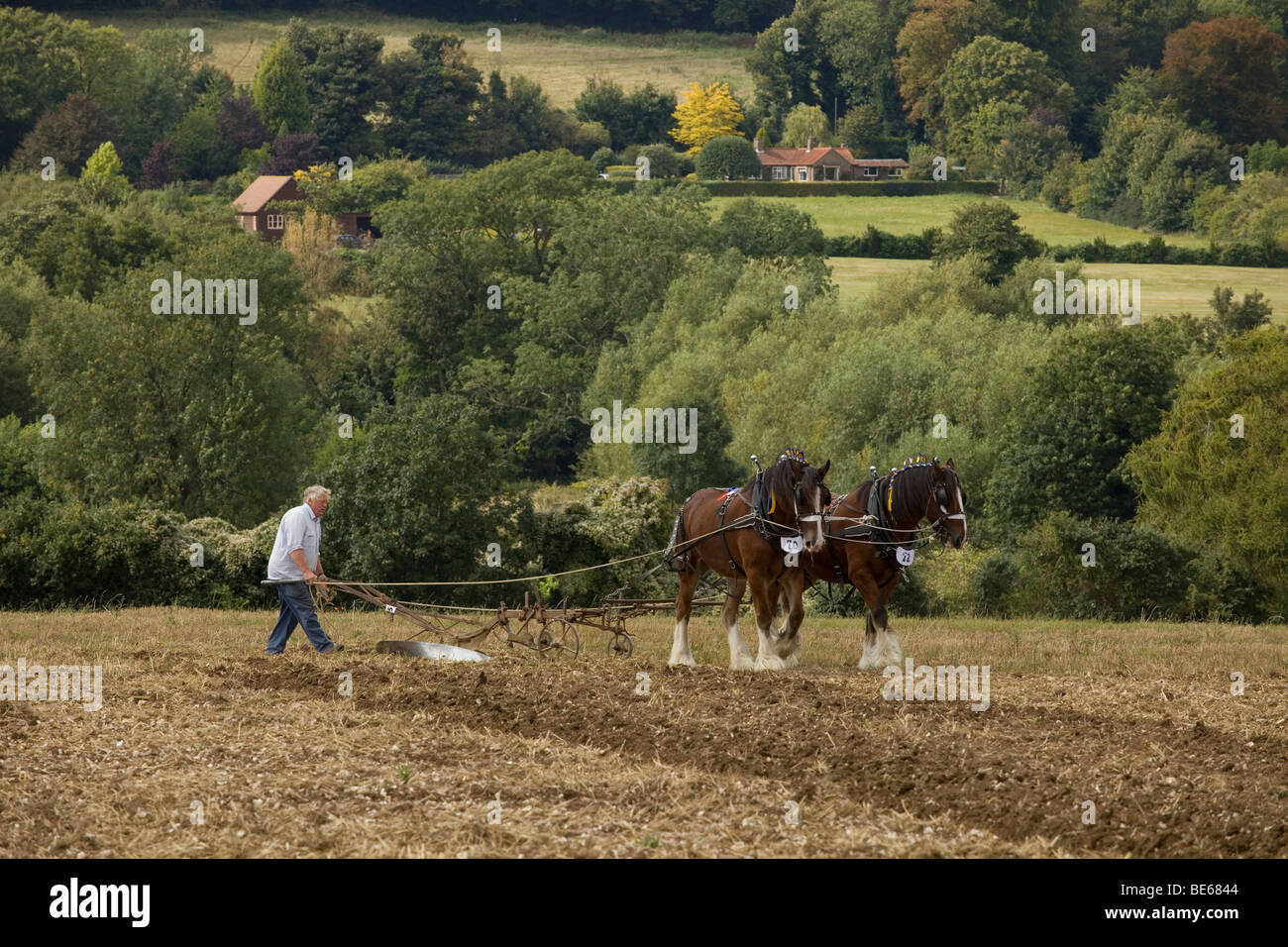 Deux shire chevaux tirant une charrue, UK. Banque D'Images