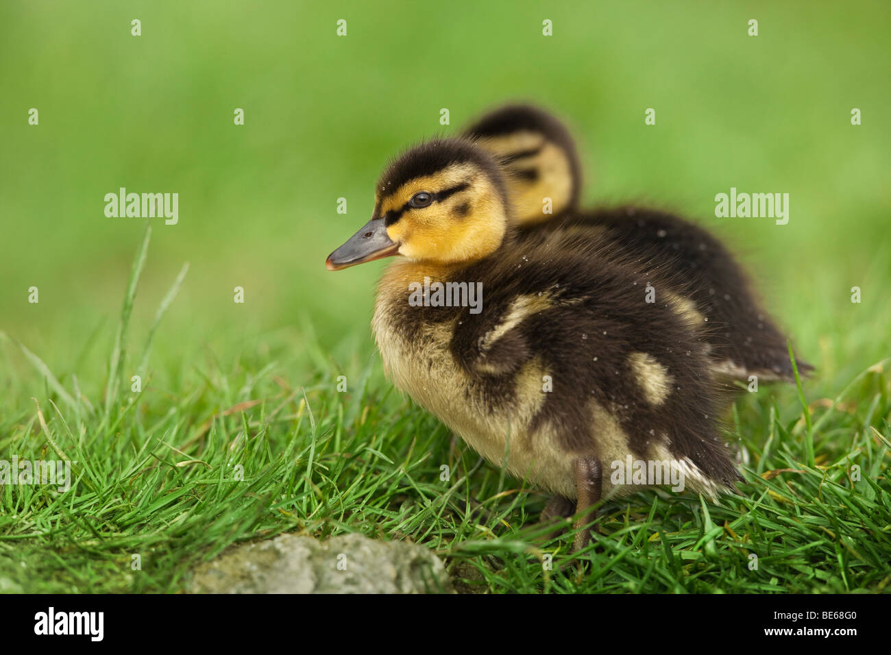 Canard colvert (Anas platyrhynchos), deux canetons dans l'herbe. Banque D'Images