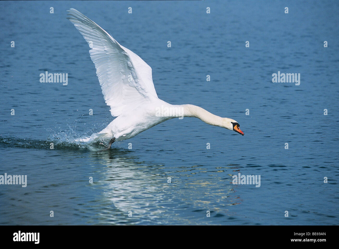 Cygne tuberculé - Cygnus olor / Banque D'Images