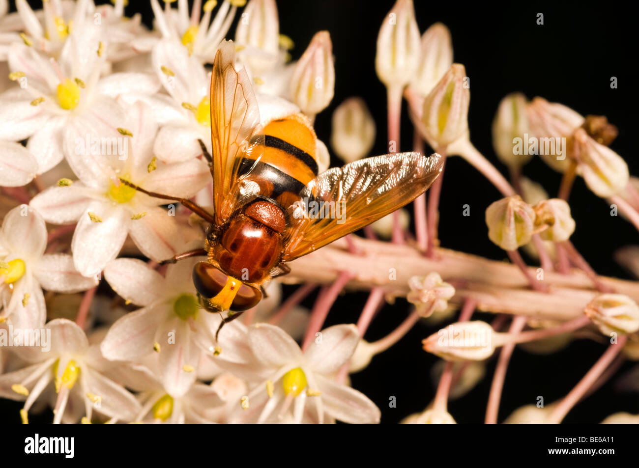 Wasp recueillir le nectar sur une fleur Banque D'Images