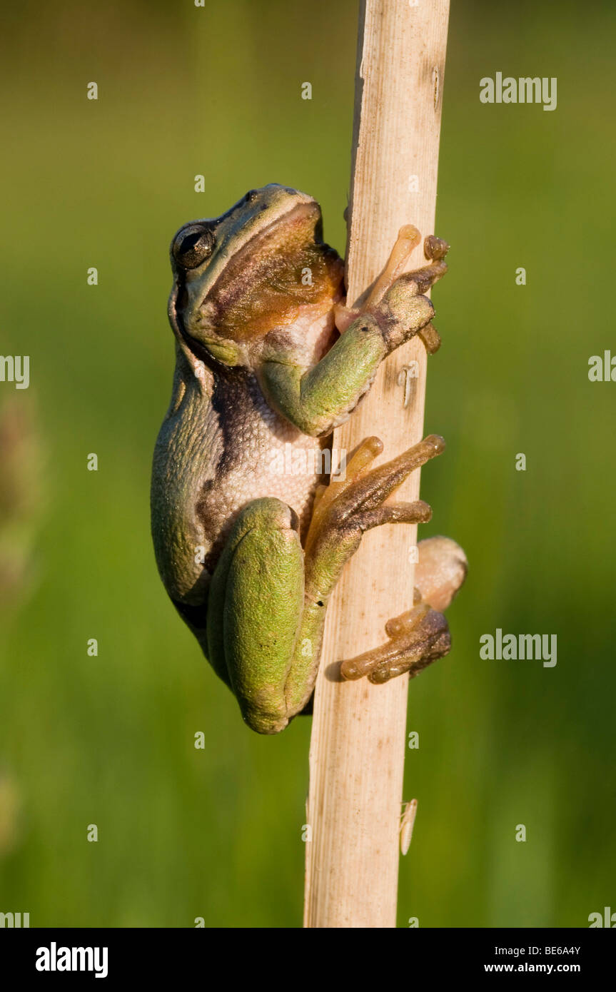 European Tree Frog (Hyla arborea) Banque D'Images