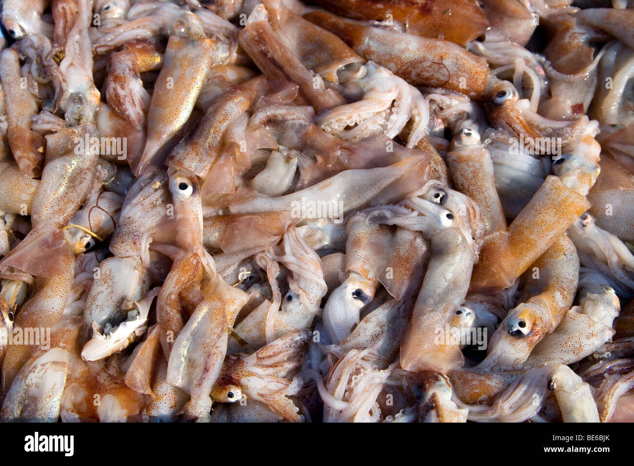 Calmars fraîchement pêchés, Peniscola, Costa Azahar, Espagne, Europe Banque D'Images