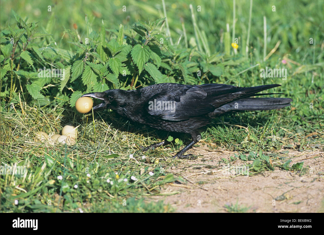 Corneille noire (Corvus corone) en tenant un oeuf à partir d'un nid de faisans. Allemagne Banque D'Images