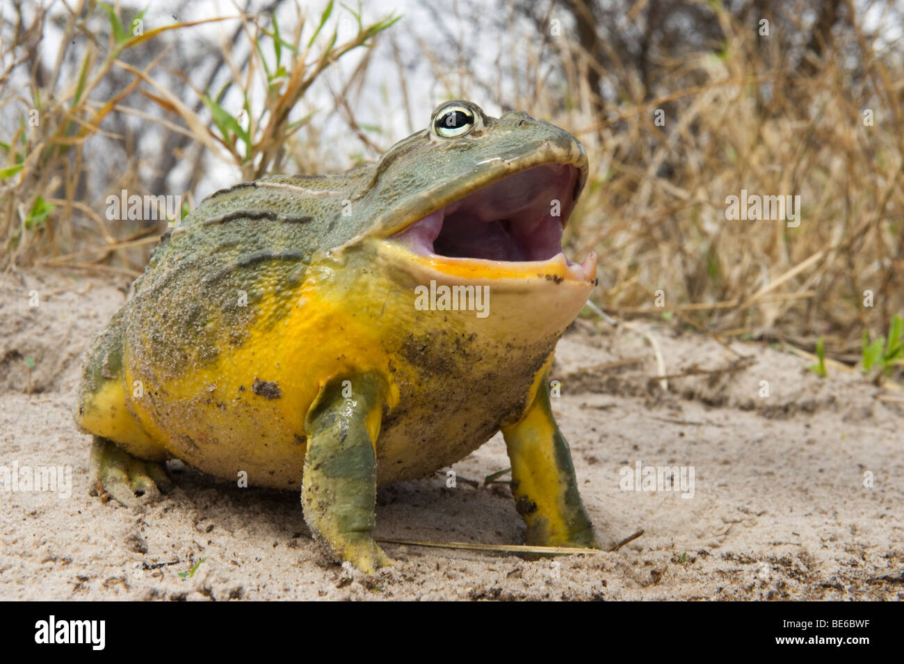 (Pyxicephalus adspersus bullfrog africaine), Central Kalahari, Botswana Banque D'Images