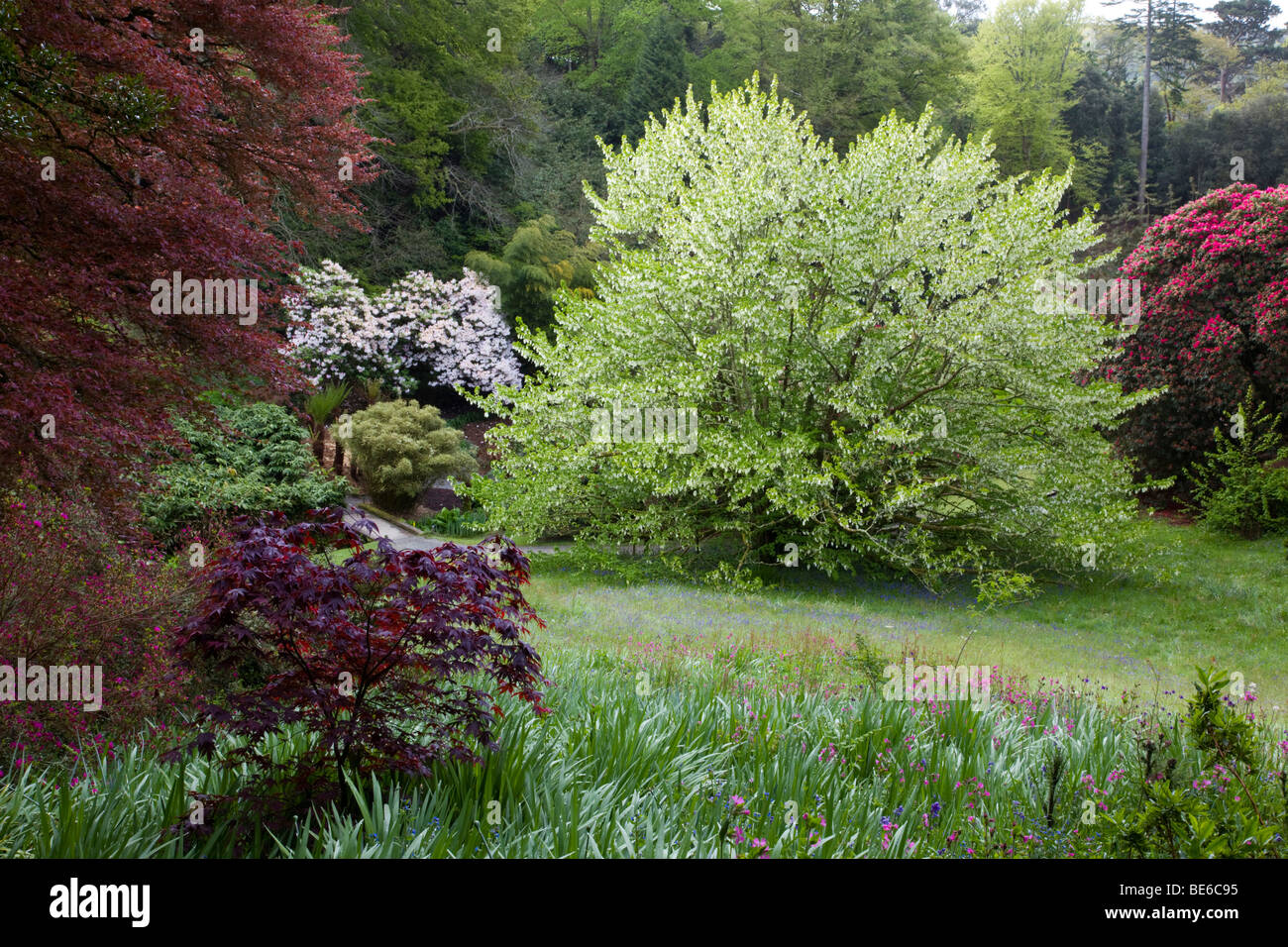 Trebah gardens ; Cornwall ; Banque D'Images