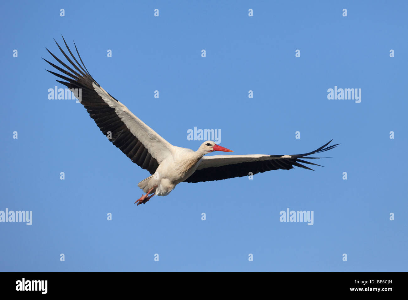 European Cigogne Blanche (Ciconia ciconia), des profils en vol. Banque D'Images