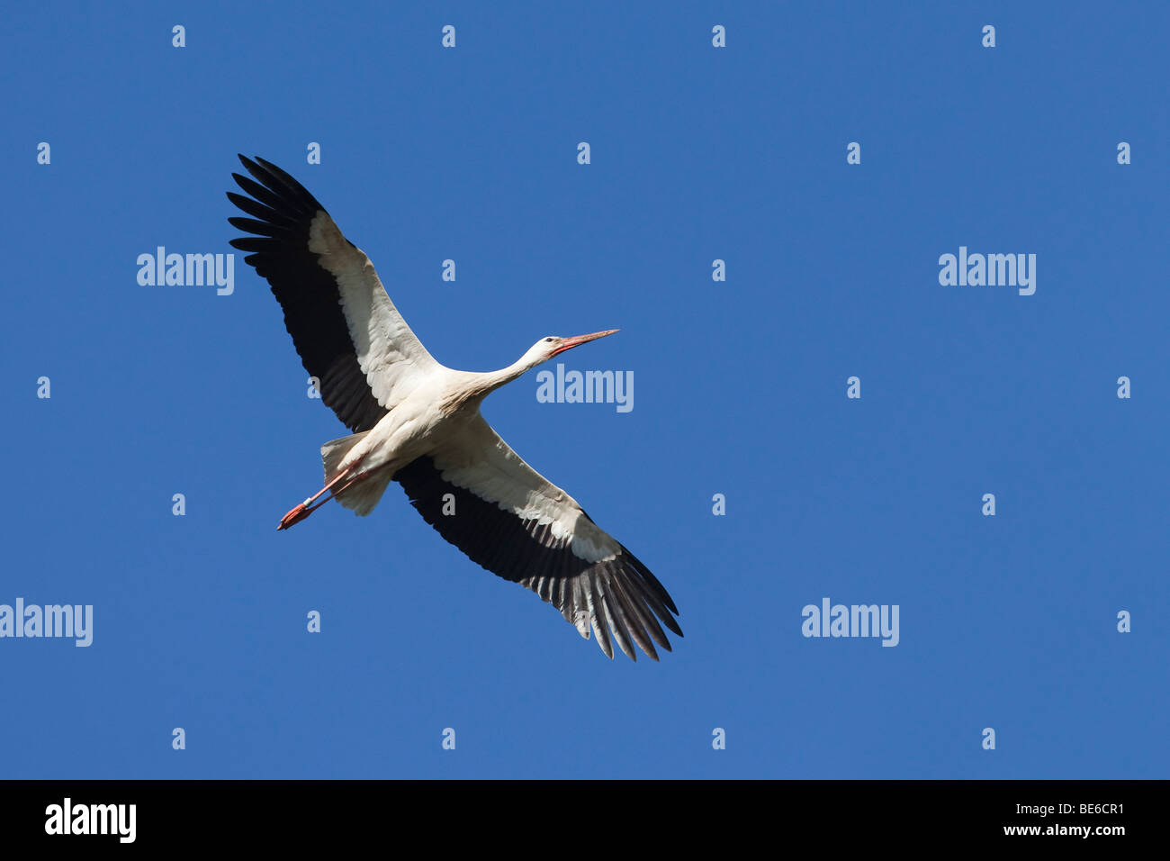 European Cigogne Blanche (Ciconia ciconia), des profils en vol. Banque D'Images
