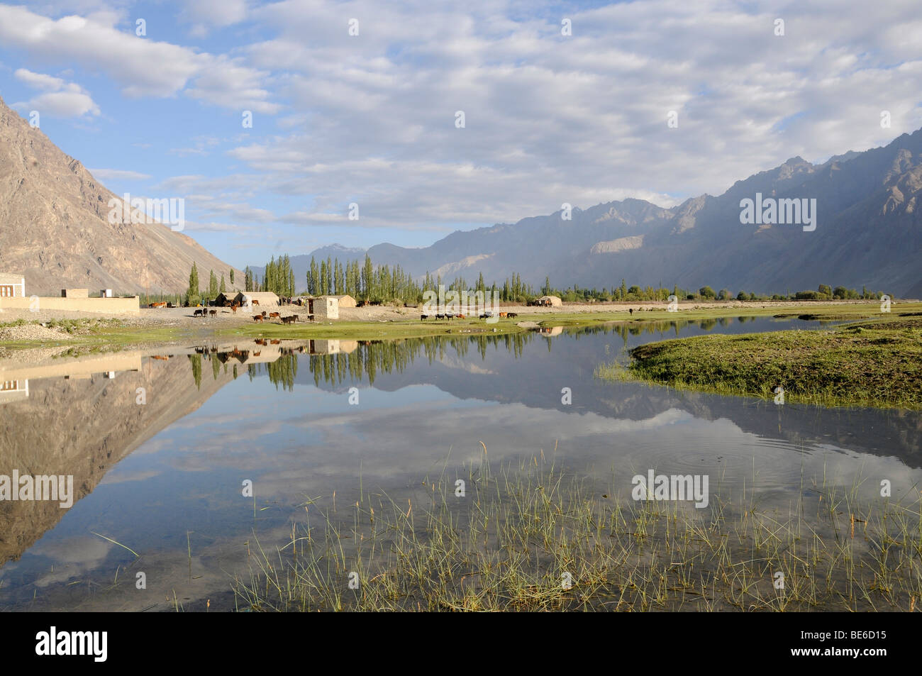 Oasis , Hundar, zone inondable du fleuves Shyok River en face de l'oasis, utilisées comme pâturages communaux, la Vallée de Nubra, Ladakh Banque D'Images