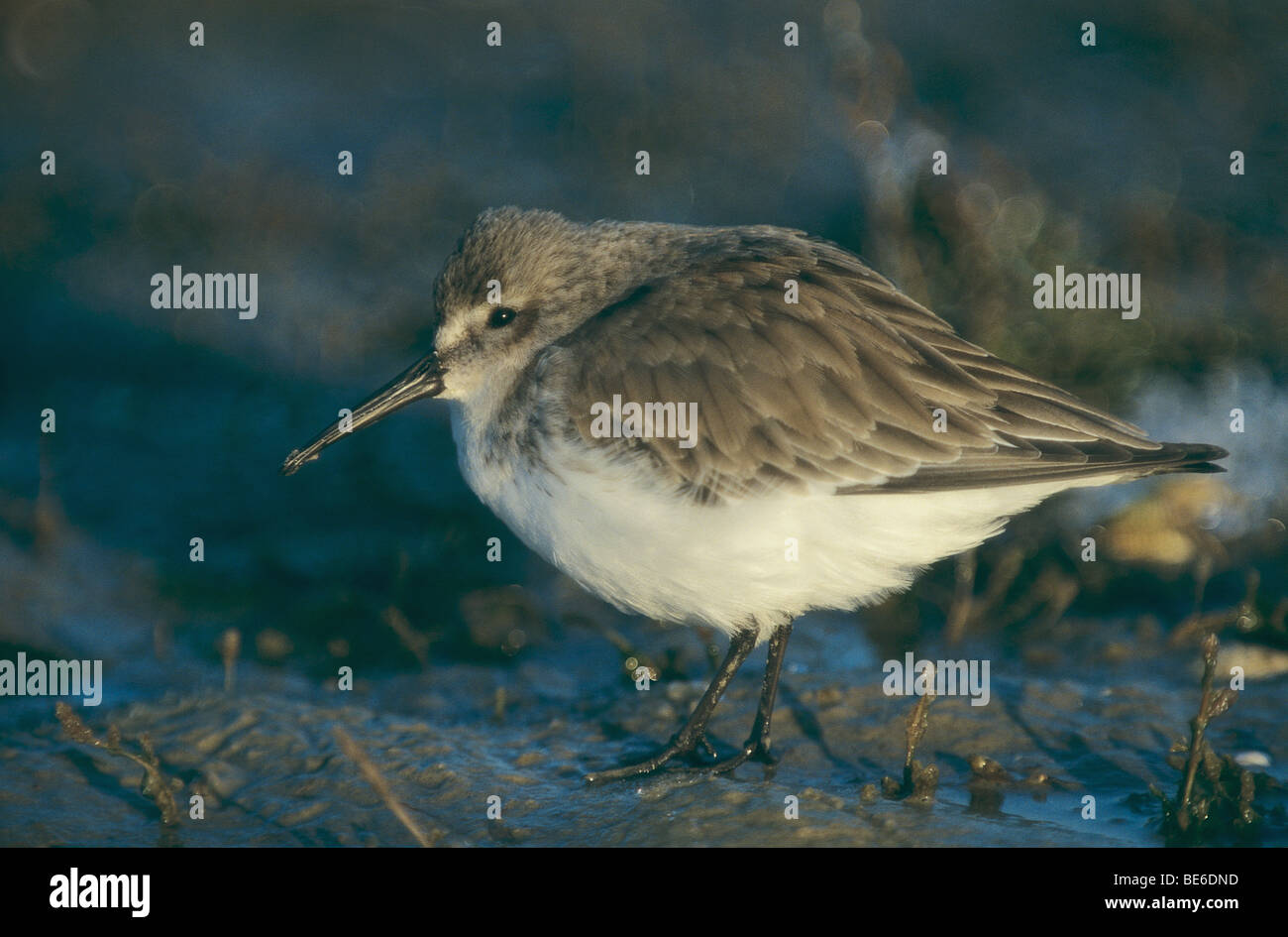 Les jeunes Le Bécasseau variable - Calidris alpina / permanent Banque D'Images