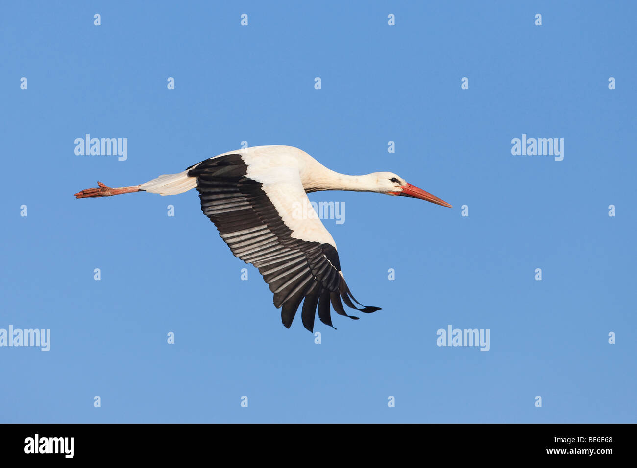 European Cigogne Blanche (Ciconia ciconia), des profils en vol. Banque D'Images