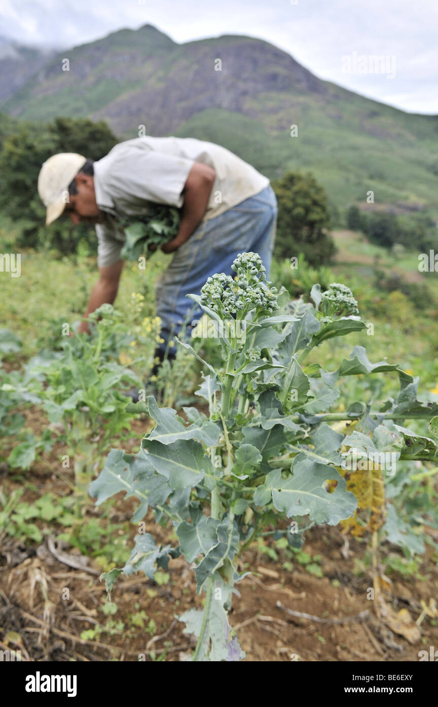 Farmer harvesting broccoli, l'agriculture biologique, Petropolis, Rio de Janeiro, Brésil, Amérique du Sud Banque D'Images