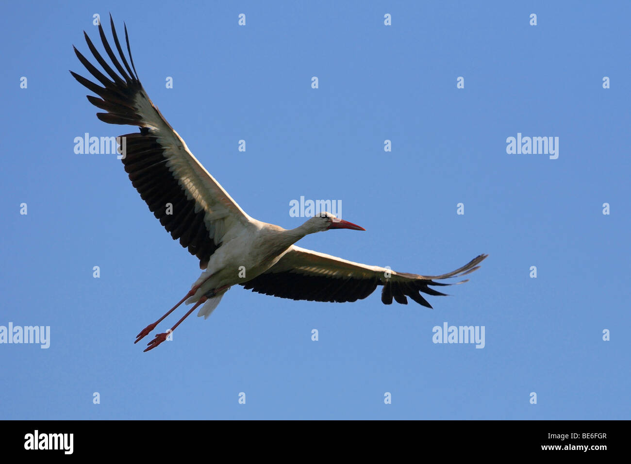 European Cigogne Blanche (Ciconia ciconia), des profils en vol. Banque D'Images