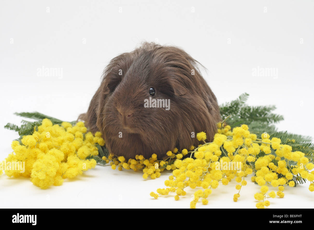 De 16 mois cobaye Sheltie s'étendant entre le jaune des mimosas Banque D'Images
