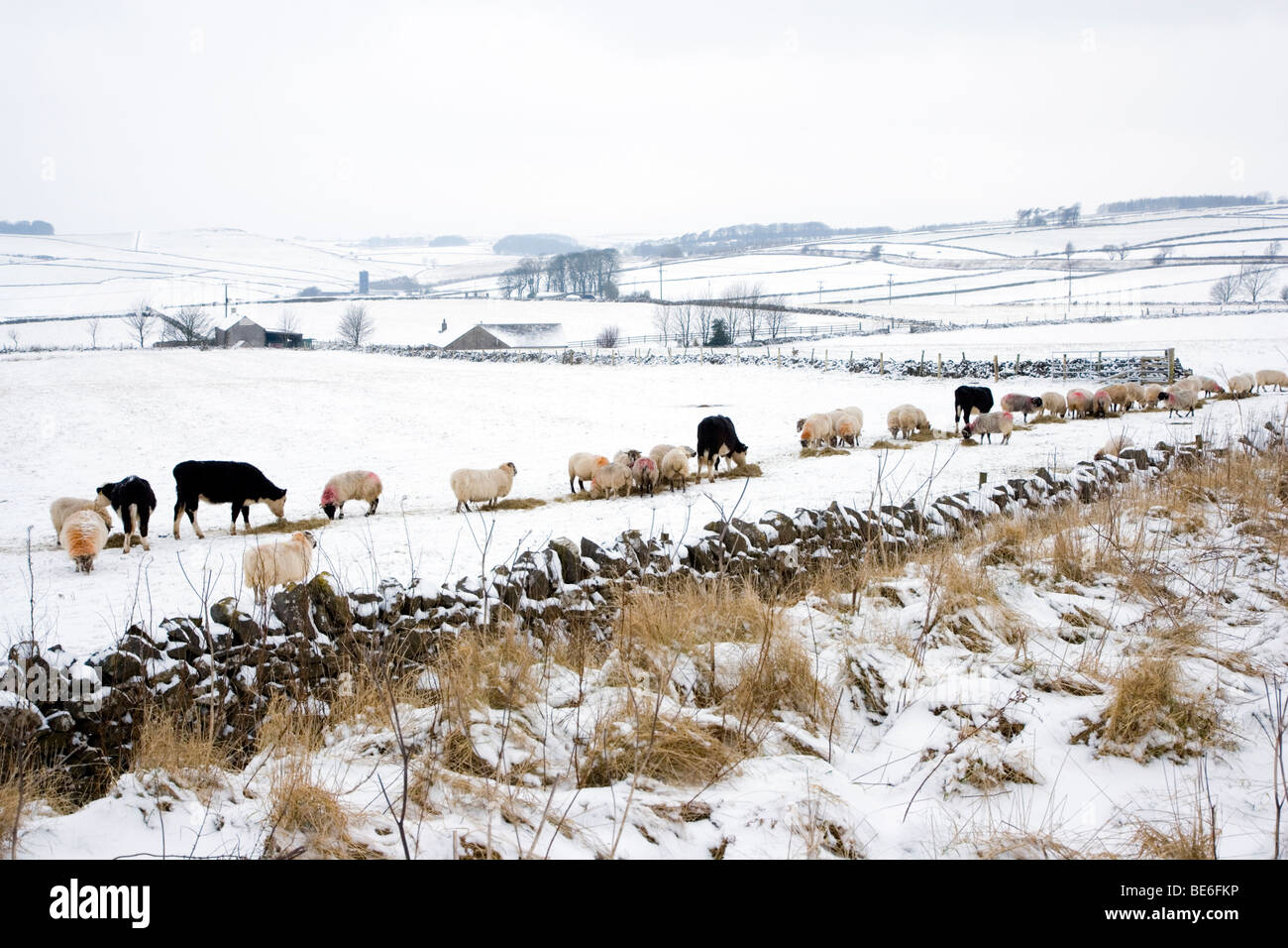 L'alimentation du bétail dans la neige à foin Persil près de Hartington dans le Peak District, dans le Derbyshire, Banque D'Images