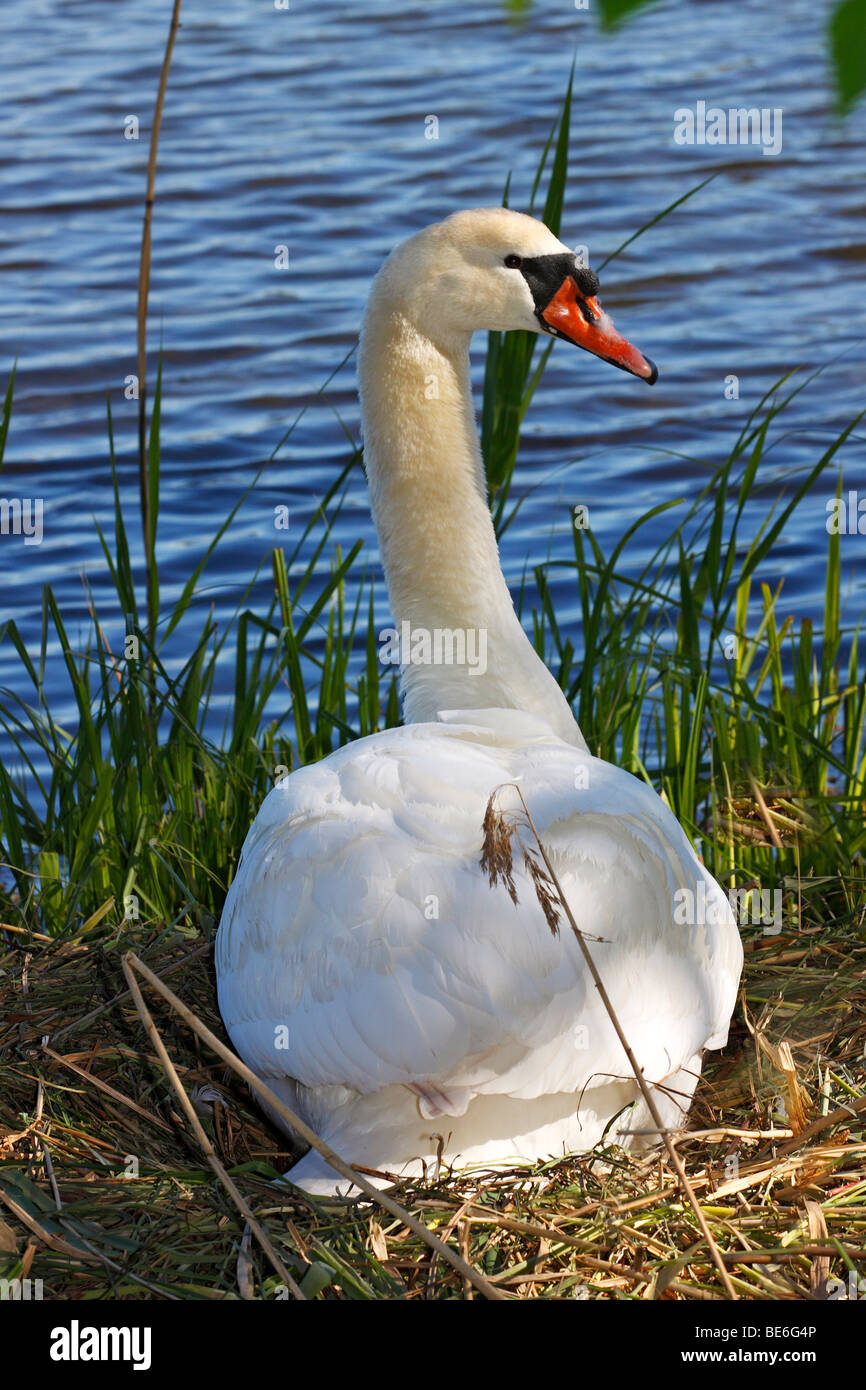 Reproduction et nidification mute swan (Cygnus olor) Banque D'Images