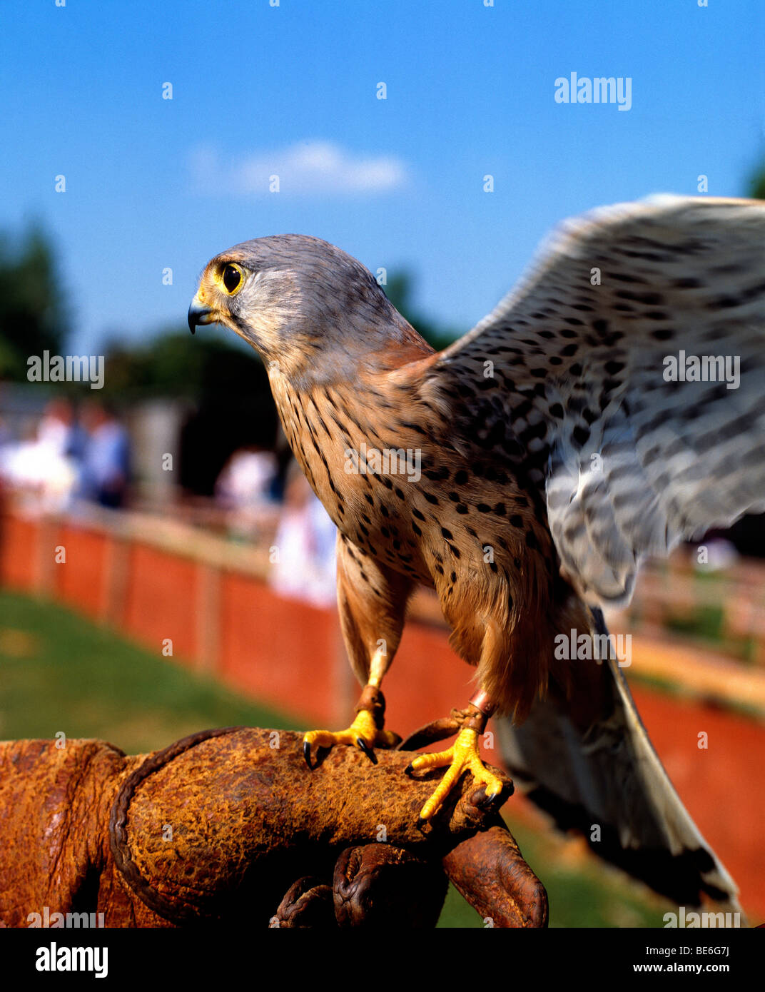 Kestrel perchée sur un gauntlet en plein air en journée Banque D'Images