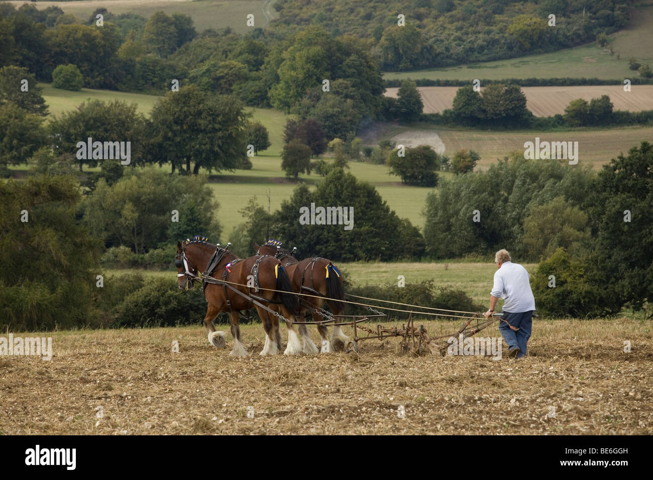 Deux shire chevaux tirant une charrue, UK. Banque D'Images