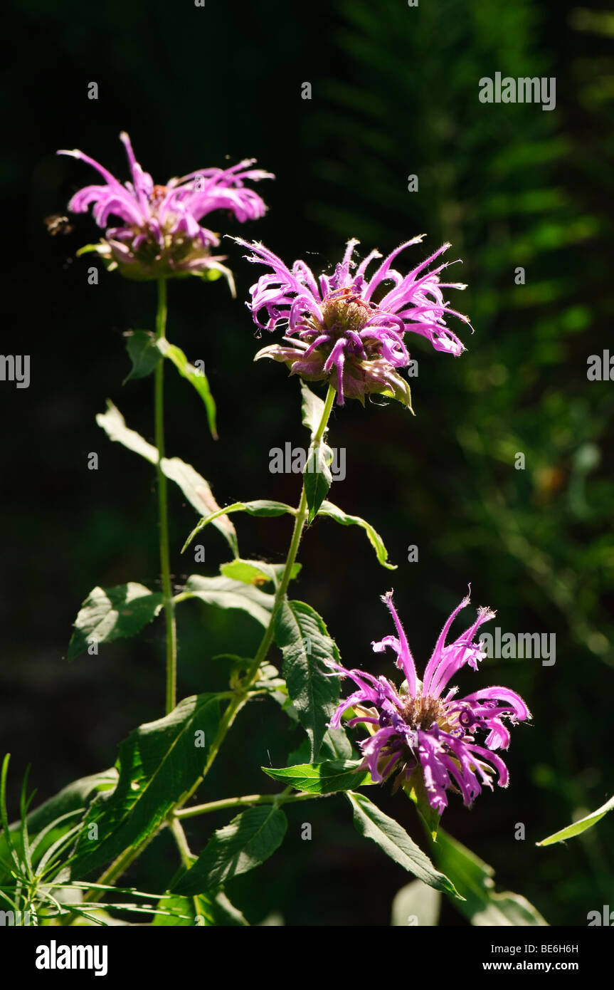 Fleurs de l'Est (Liatris Liatris) Banque D'Images