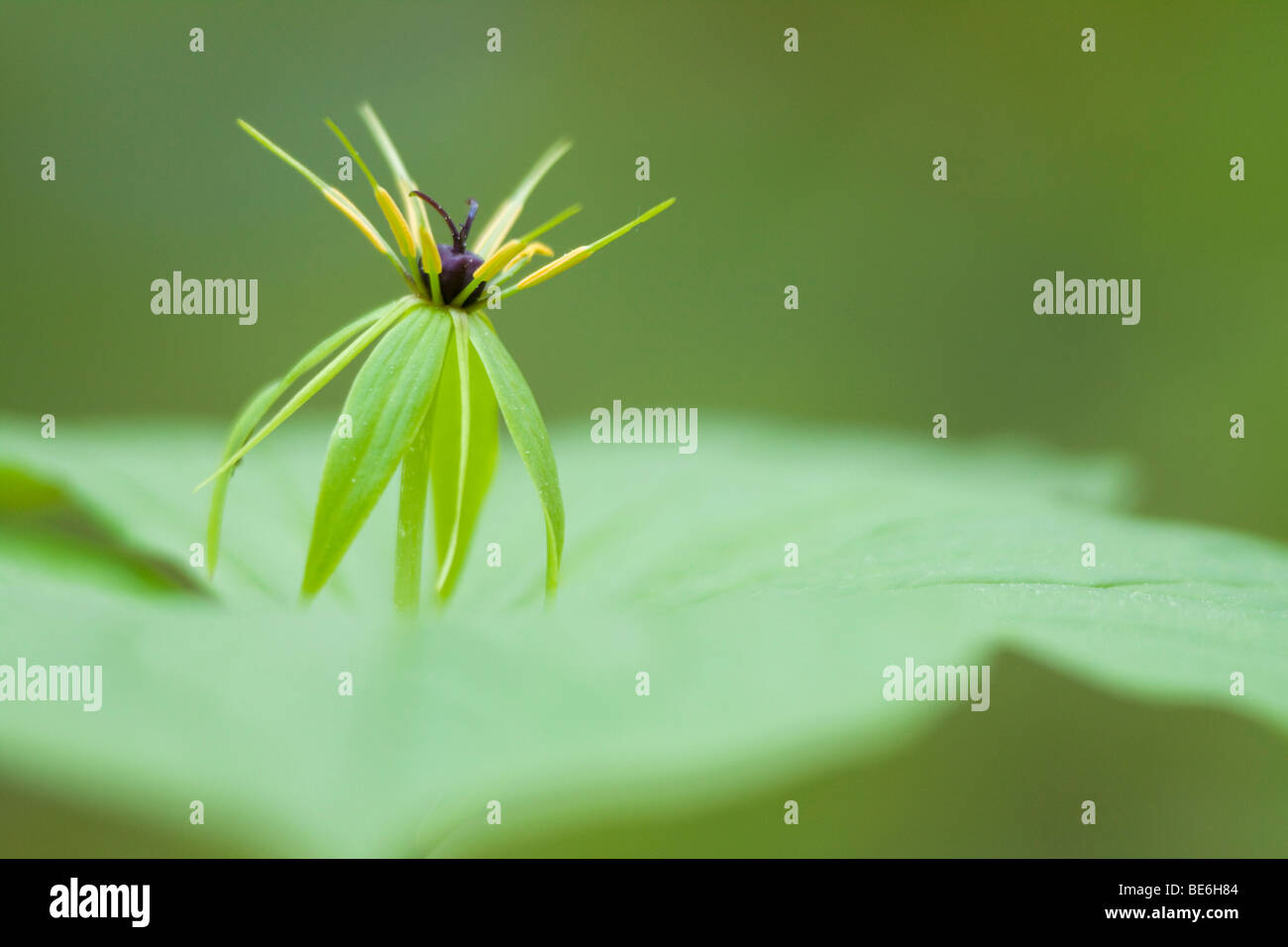 Fleur d'un Herb Paris ou vrai-Lover's Knot (Paris quadrifolia) Banque D'Images