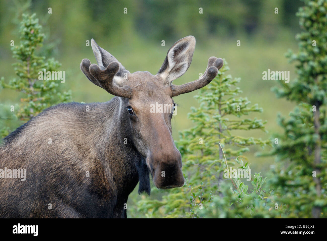 Les jeunes bull moose Alces alces, Denali National Park, Alaska Banque D'Images