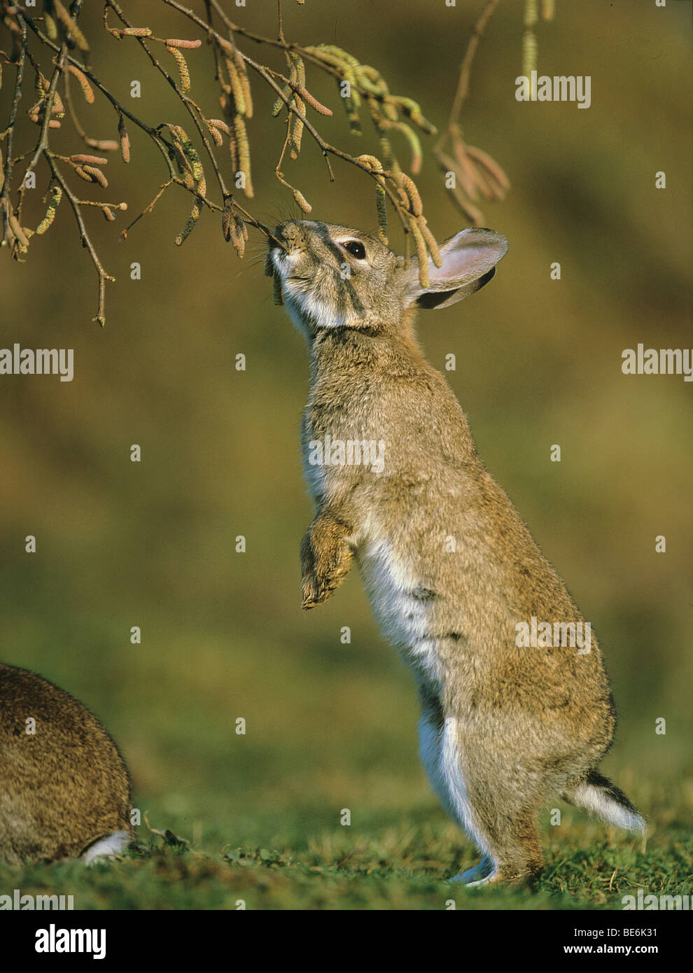 Debout sur ses pattes de lapin Banque D'Images