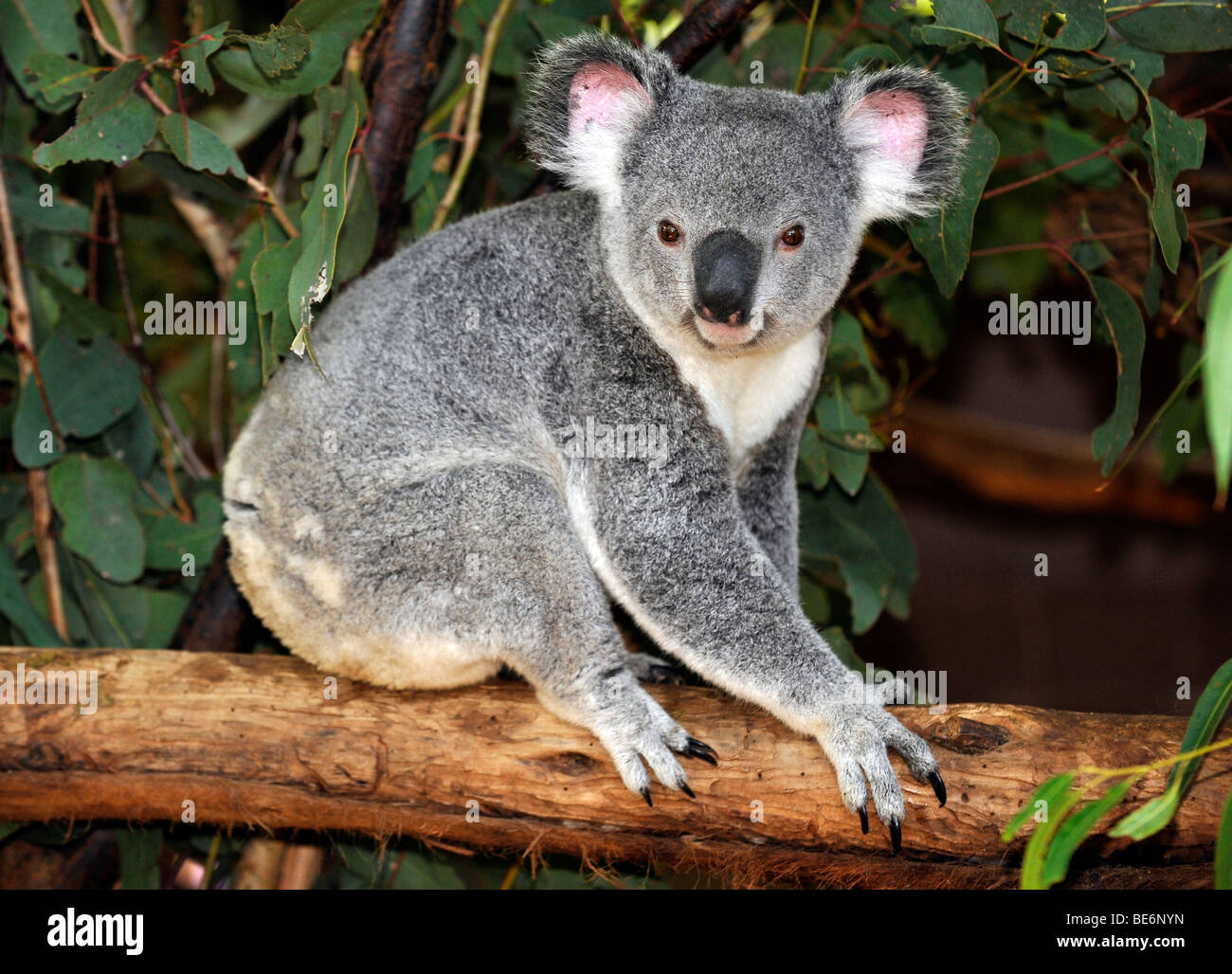 Koala (Phascolarctos cinereus) dans l'arbre d'eucalyptus (Eucalyptus), Queensland, Australie Banque D'Images