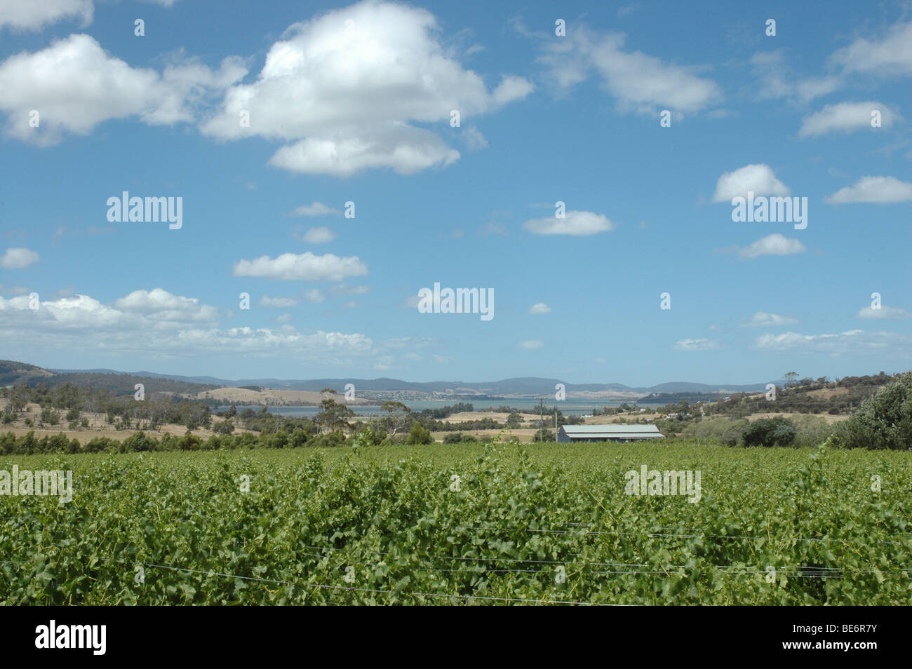 Vignes près de Hobart, Tasmanie Banque D'Images