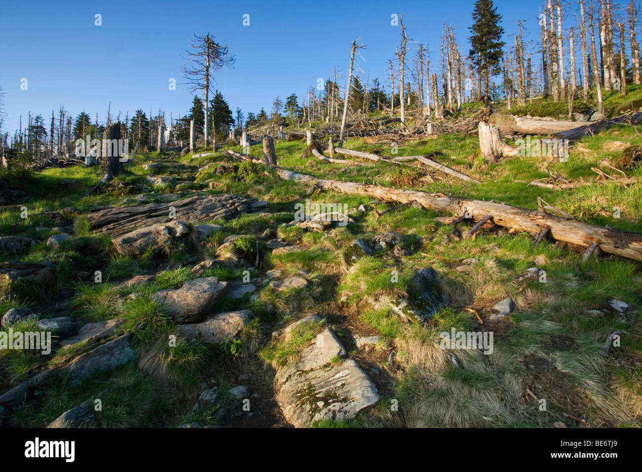Débris ligneux grossiers sur l'ascension de la montagne de Rachel, Parc National de la forêt bavaroise, Bavaria, Germany, Europe Banque D'Images