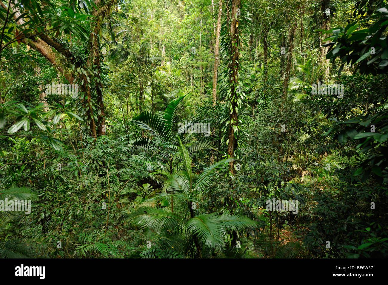 Forêt tropicale, parc national de Daintree, Queensland, Australie Banque D'Images