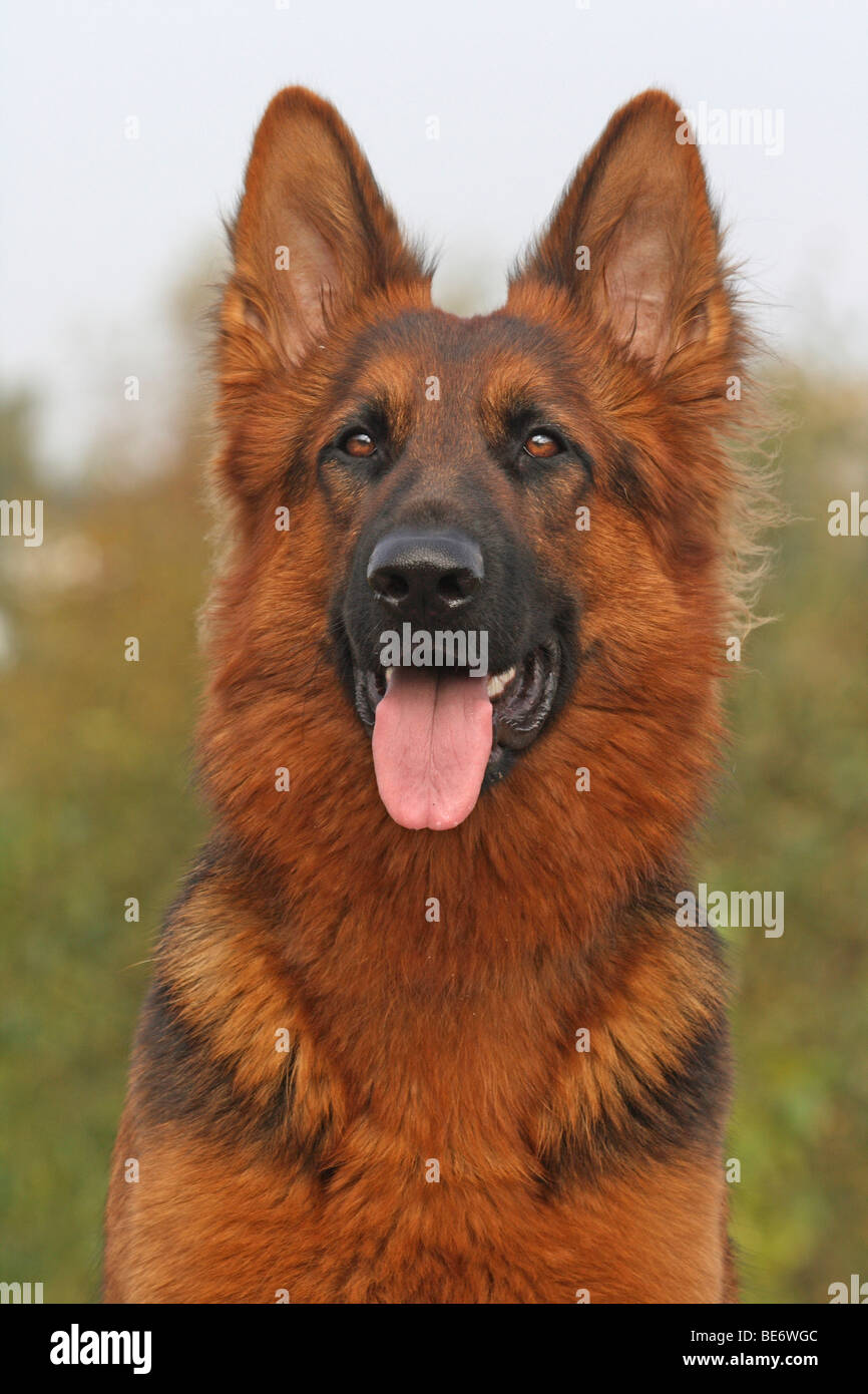 Vieux berger allemand berger allemand à poil long, portrait Banque D'Images