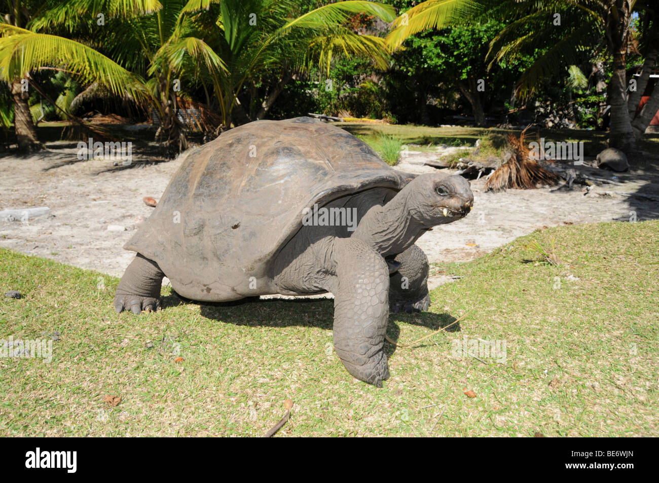 Tortue géante des Seychelles (Aldabrachelys gigantea), l'île Curieuse, Seychelles, Afrique, Océan Indien Banque D'Images