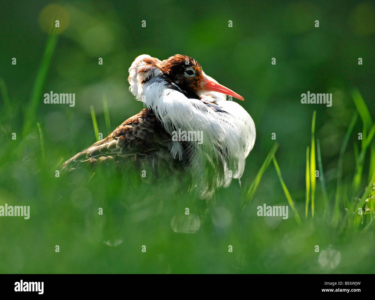 Le Combattant varié (Philomachus pugnax) mâle en plumage nuptial Banque D'Images