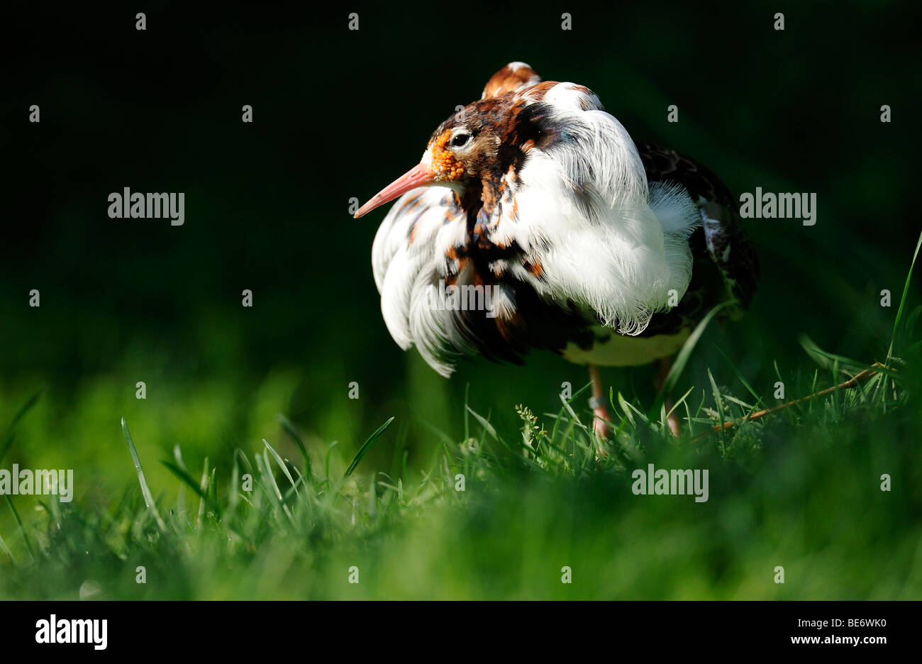 Le Combattant varié (Philomachus pugnax) mâle en plumage nuptial Banque D'Images
