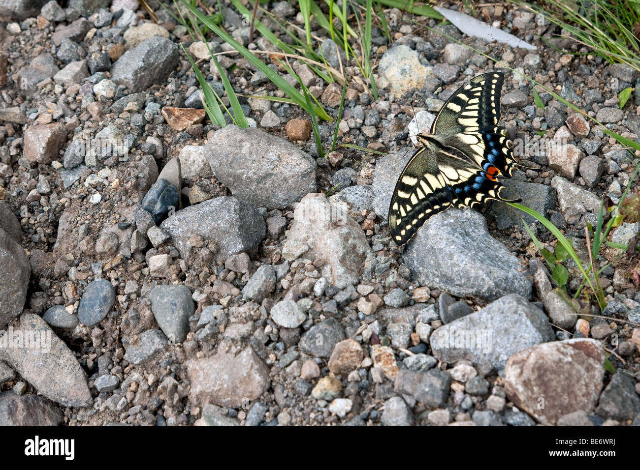 Ancien monde Swallowtail Butterfly (Papilio machaon) dans les montagnes du Japon Banque D'Images