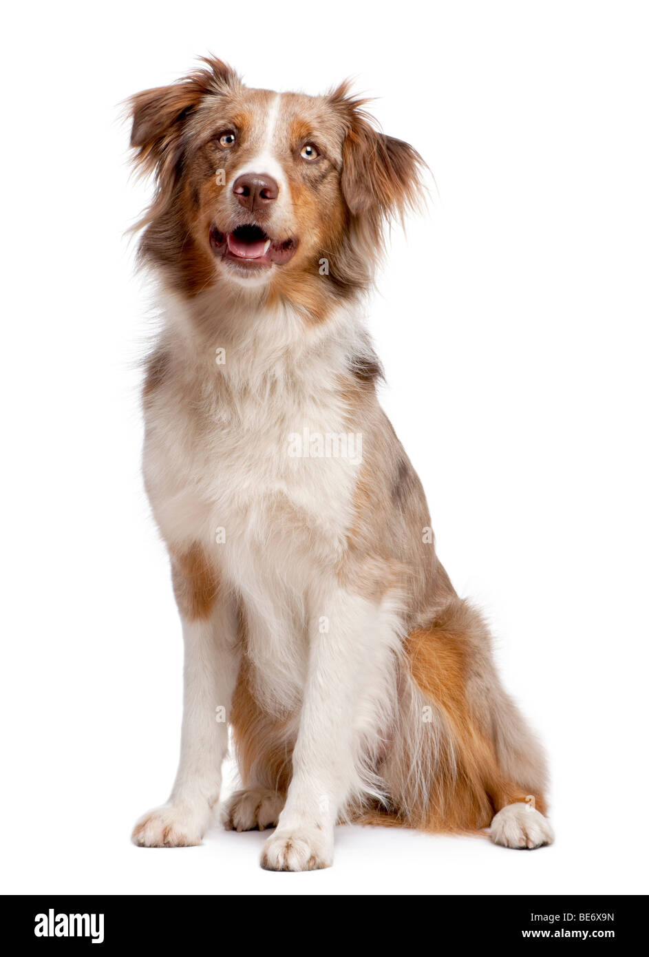 Australian Shepherd dog sitting in front of a white background, studio shot Banque D'Images