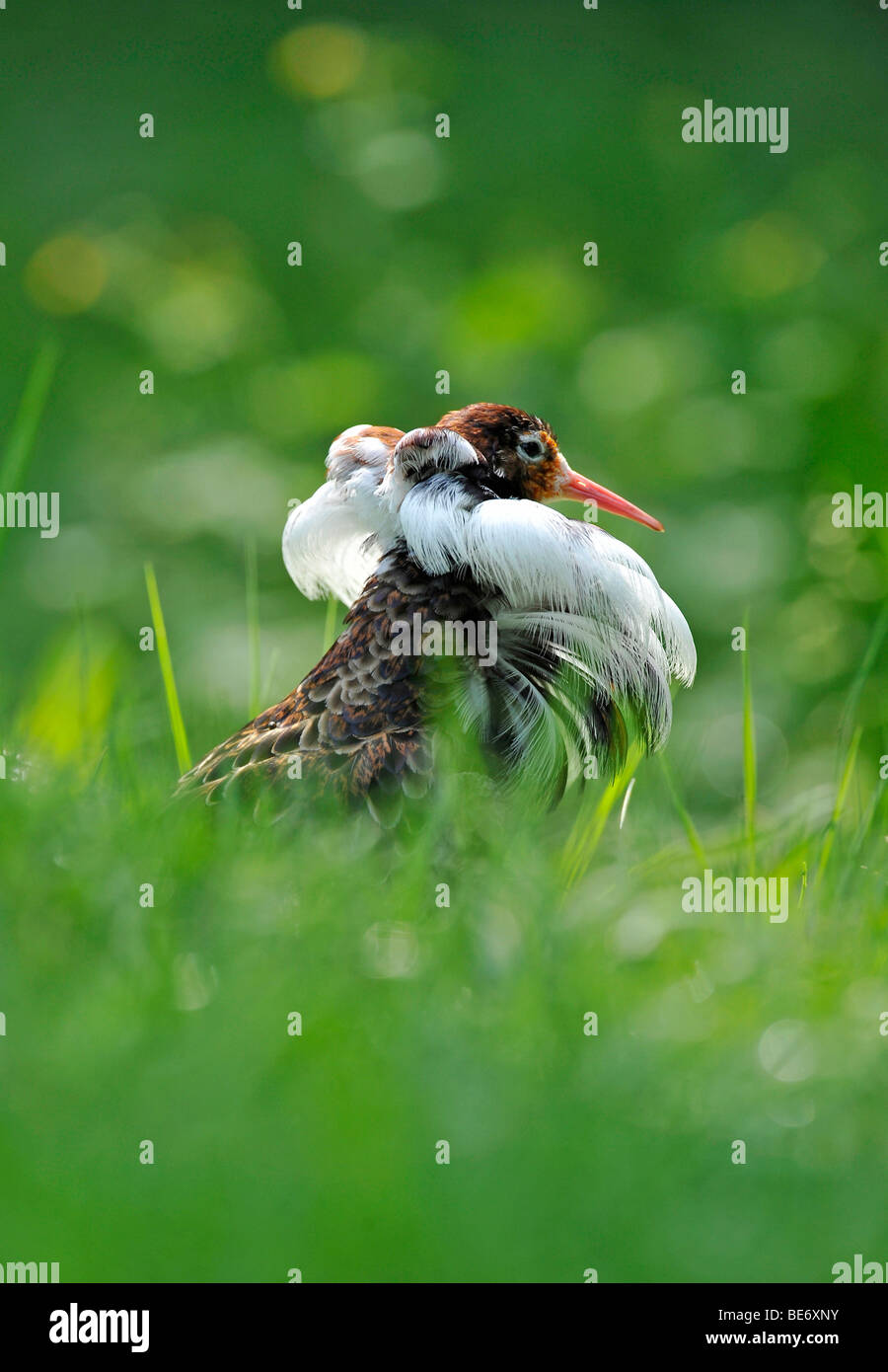 Le Combattant varié (Philomachus pugnax) mâle en plumage nuptial Banque D'Images