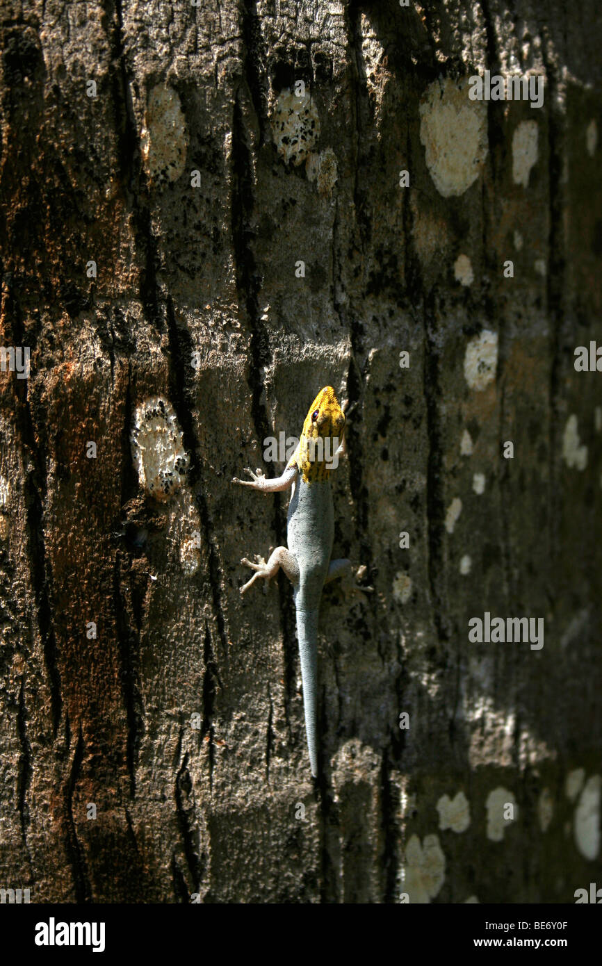 La Tête Jaune nain - Gecko Lygodactylus luteopicturatus, Mombasa, Kenya, Africa Banque D'Images