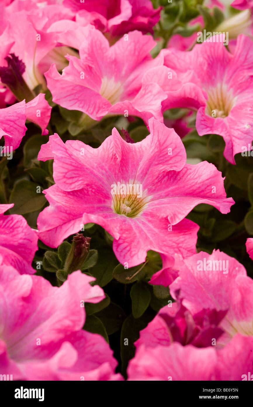 Petunia 'Novela Cherry Blossom' fleur annuelle Banque D'Images