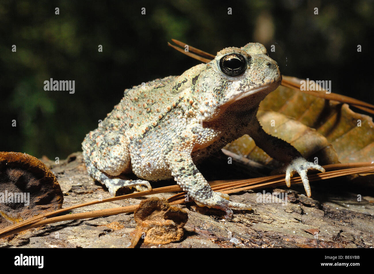 Rocky Mountain / crapaud Bufo woodhousii woodhousii Banque D'Images